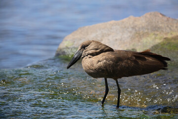 Hammerkopf / Hamerkop / Scopus umbretta