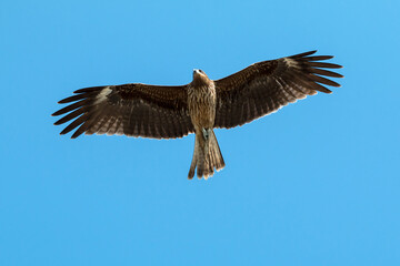 Obraz premium Adult red eagle fly on nice clear blue sky background with clipping path; Japanese eagle at Enoshima during summer season