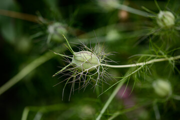 green bud of a cosmea flower
