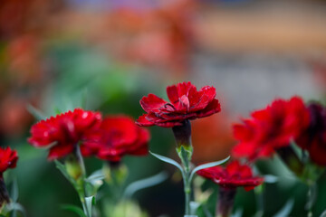 burgundy delicate flowers, mini carnations, macro photo
