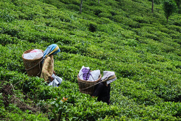 DARJEELING, INDIA, - June 23,2022 Harvesting, Rural women workers plucking tender tea shoots in gardens of Darjeeling, one of the best quality tea in the world, India