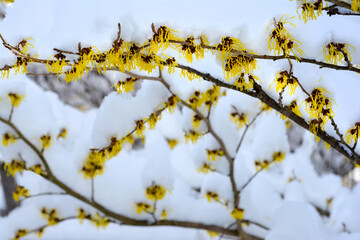 Yellow witch hazel blossoms under snow