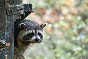 Raccoon furtively looks out of a small wooden house. Small predator of the forest