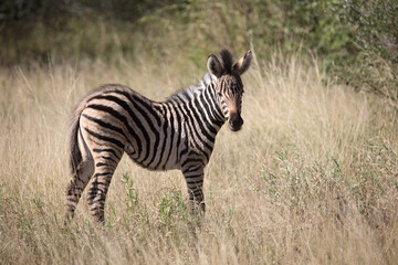 Steppenzebra / Burchell's Zebra / Equus burchellii