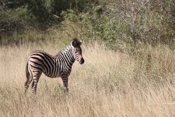 Steppenzebra / Burchell's Zebra / Equus burchellii