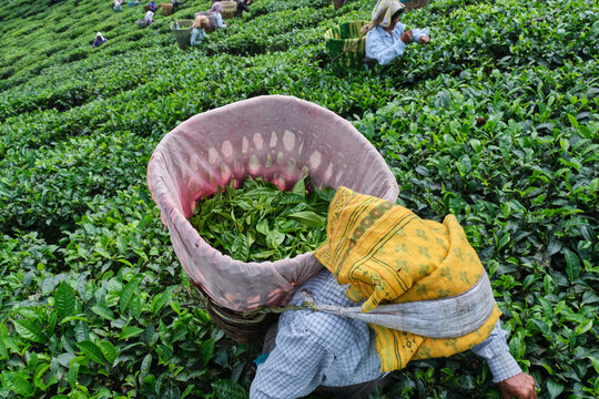 DARJEELING, INDIA, - June 23,2022 Harvesting, Rural women workers plucking tender tea shoots in gardens of Darjeeling, one of the best quality tea in the world, India
