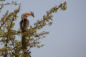 Südlicher Gelbschnabeltoko / Southern yellow-billed hornbill / Tockus leucomelas