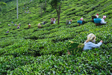 DARJEELING, INDIA, - June 23,2022 Harvesting, Rural women workers plucking tender tea shoots in gardens of Darjeeling, one of the best quality tea in the world, India - obrazy, fototapety, plakaty
