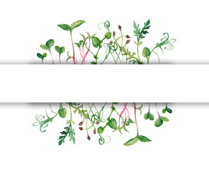 Micro greens superfood. Green diferent sprouts . Germination sprouting and healthy eating and living. Gardening at home kitchen concept. Microgreens food. Copy space