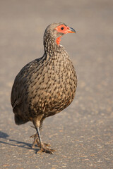 Swainsonfrankolin / Swainson's Francolin or Swainson's spurfowl / Francolinus swainsonii.