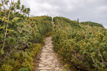 Fototapeta na wymiar View of mountain trail for hiking and spring green pine forest, landscape, Tatra Mountains, Poland. Walking footpath or biking path, dirt road.