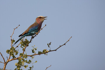 Gabelracke / Lilacbreasted Roller / Coracias caudata