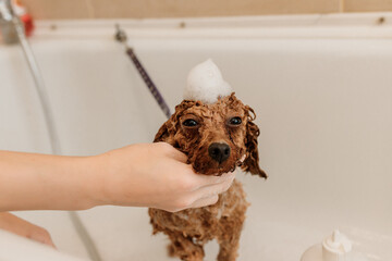 Professional skilled groomer carefully wash the teacup Poodle dog in bath, before grooming procedure