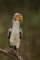 Südlicher Gelbschnabeltoko / Southern yellow-billed hornbill / Tockus leucomelas