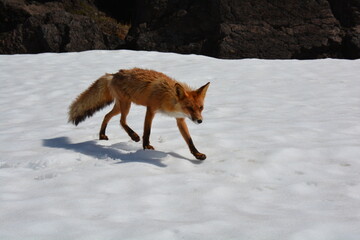 Wild nature of Russia, Kamchatka. No filters.