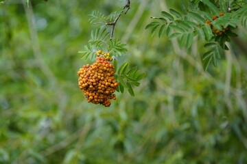 	
Fruit of Sorbus aucuparia,  Rosaceae family. 