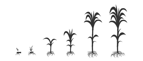 Sugar cane growth in biology. Harvest ripening infographic in the form of black silhouette.