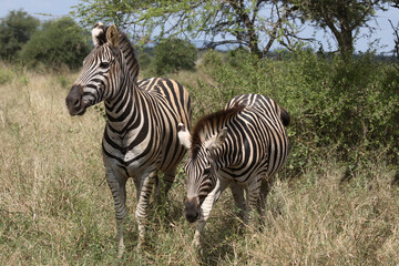 Steppenzebra / Burchell´s Zebra / Equus burchellii