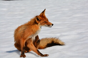 Wild nature of Russia, Kamchatka. No filters.