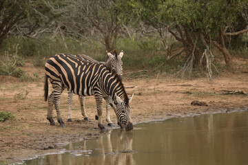 Steppenzebra / Burchell´s Zebra / Equus burchellii