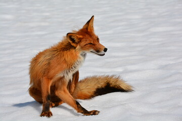 Wild nature of Russia, Kamchatka. No filters.