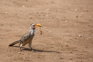 Südlicher Gelbschnabeltoko / Southern yellow-billed hornbill / Tockus leucomelas