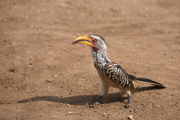 Südlicher Gelbschnabeltoko / Southern yellow-billed hornbill / Tockus leucomelas