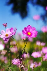 Fototapeta premium Colorful flowers bloom in different seasons