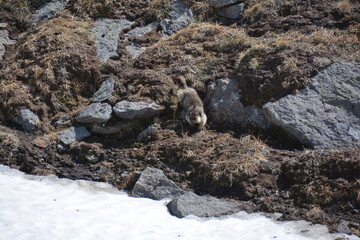Wild nature of Russia, Kamchatka. No filters.
