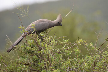 Graulärmvogel / Grey Lourie - Grey go-away-bird / Corythaixoides concolor