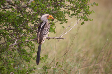 Südlicher Gelbschnabeltoko / Southern yellow-billed hornbill / Tockus leucomelas
