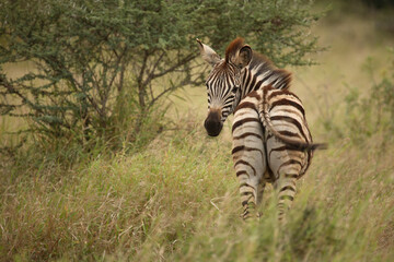 Steppenzebra / Burchell's Zebra / Equus burchellii