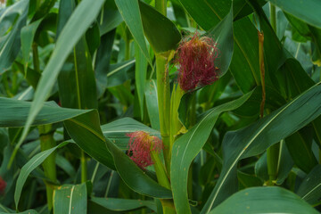 Corn in the rainy season with little sunlight, affects the growth of corn.