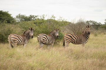 Fototapeta premium Steppenzebra / Burchell´s Zebra / Equus burchellii