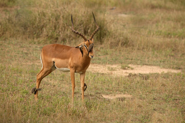 Schwarzfersenantilope und Rotschnabel-Madenhacker / Impala and Red-billed oxpecker / Aepyceros...