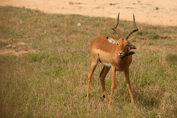 Schwarzfersenantilope und Rotschnabel-Madenhacker / Impala and Red-billed oxpecker / Aepyceros melampus et Buphagus erythrorhynchus