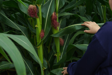 Corn in the rainy season with little sunlight, affects the growth of corn.