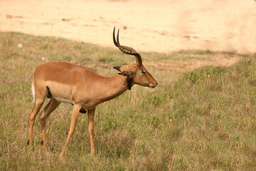 Schwarzfersenantilope und Rotschnabel-Madenhacker / Impala and Red-billed oxpecker / Aepyceros melampus et Buphagus erythrorhynchus