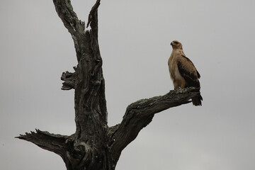 Wahlbergsadler / Wahlberg's  Eagle / Aquila wahlbergi
