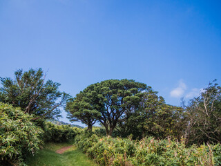 Fototapeta premium 夏の伊豆山稜線歩道の風景