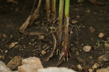Corn in the rainy season with little sunlight, affects the growth of corn.
