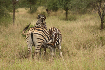 Steppenzebra / Burchell's Zebra / Equus burchellii