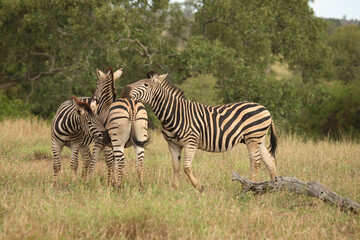 Obraz premium Steppenzebra / Burchell´s Zebra / Equus burchellii