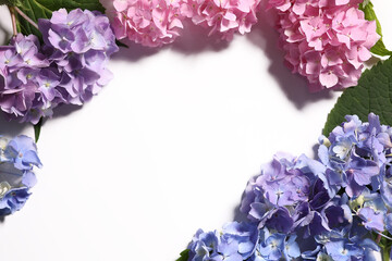 Fototapeta premium beautiful blue and pink hydrangea flowers on white isolated background. opening wallpaper. copy space