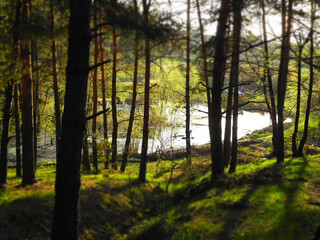 View of pond in forest. Miniature tilt shift lens effect	