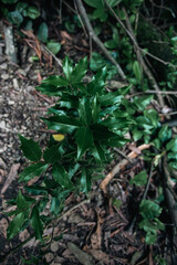 pictures plant holly in the mountains