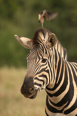 Naklejka premium Steppenzebra / Burchell´s Zebra / Equus burchellii