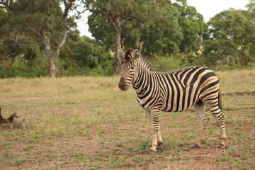 Steppenzebra / Burchell´s Zebra / Equus burchellii