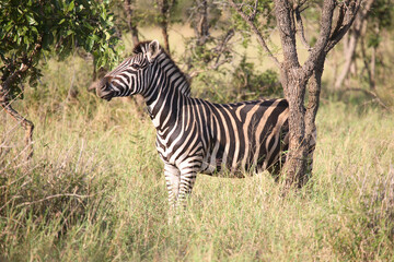 Steppenzebra / Burchell´s Zebra / Equus burchellii