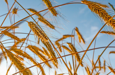 ears of wheat against the sky